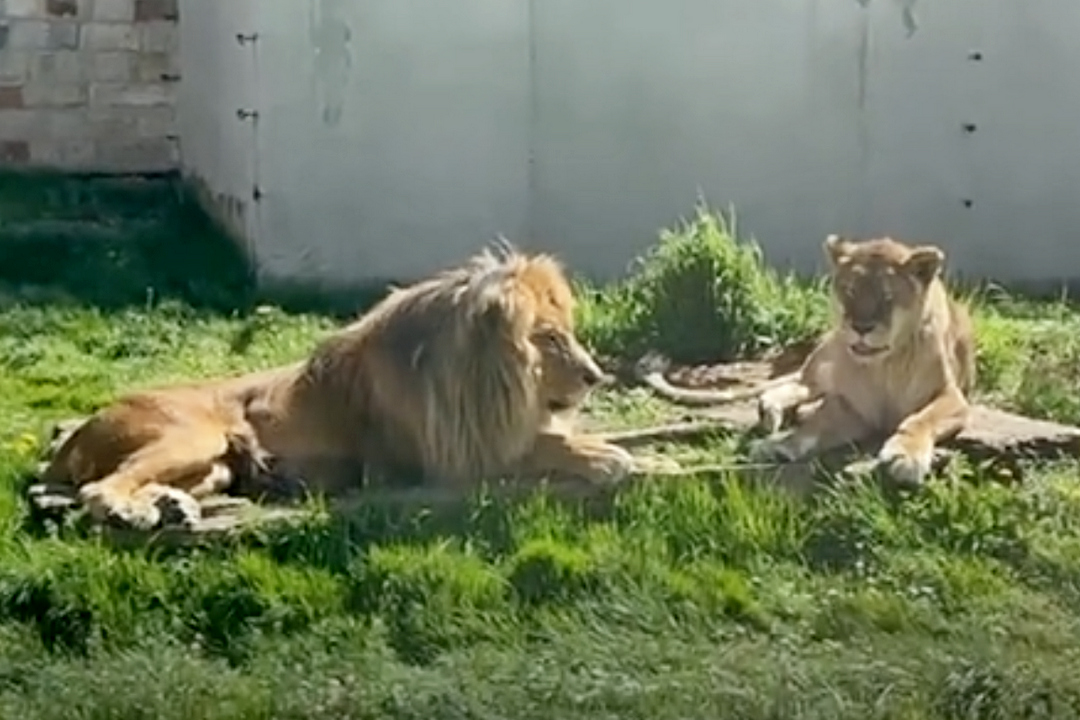 Horrible situation of animals in ZOO “Pionirska dolina” Sarajevo