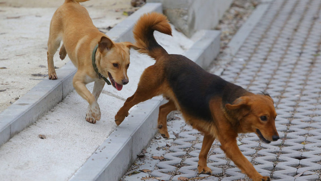 Odjeljenje za Inspekcijske poslove grada Derventa, u saradnji sa veterinarskim stanicama, pokreće pojačanu kontrolu vakcinacije i čipovanja pasa.