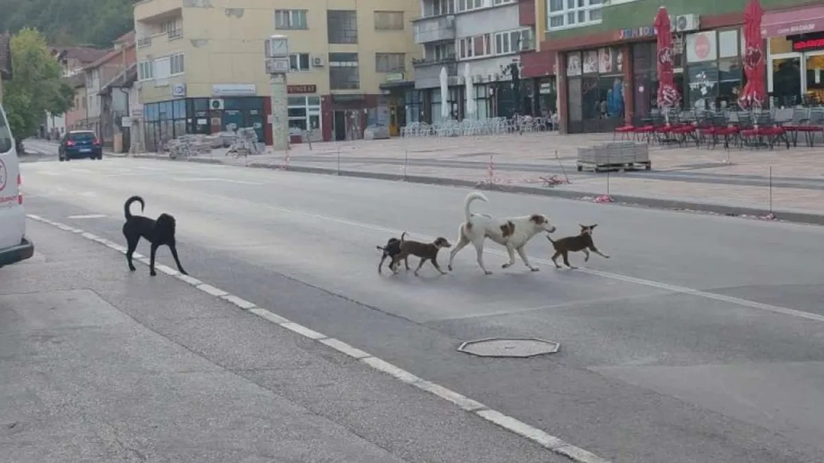 Gradsko vijeće Goražde usvojilo zaključke kojima se nalaže „uklanjanje pasa lutalica u roku od 48 sati”